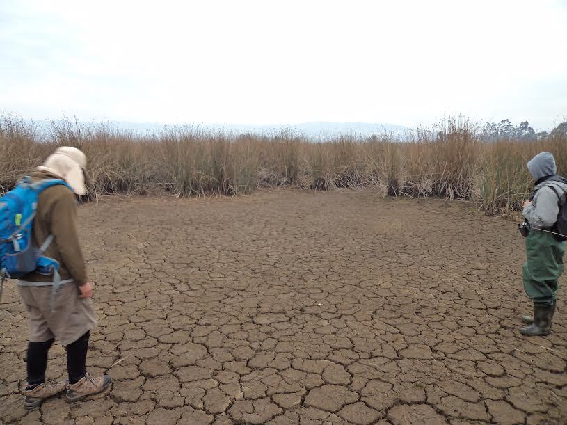 Sequía presente en la zona de la laguna Torca, VII Región. 