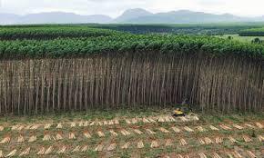 Uno de los aspectos más característicos de los sistemas productivos, es el uso de la tala rasa como método de cosecha y su impacto en la fauna.