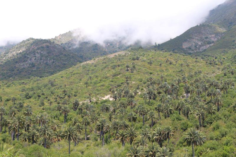 Palmar de Ocoa, Parque Nacional La Campana, una de las poblaciones más importantes de Palma chilena.
