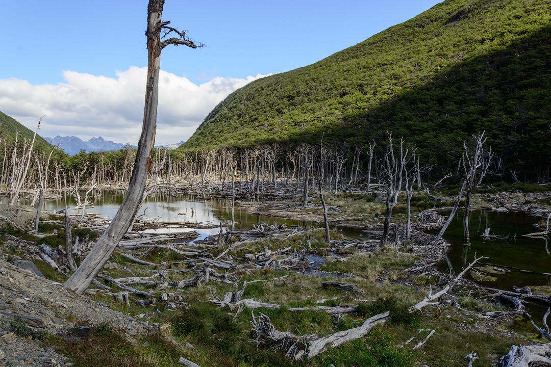 Los castores representan una real amenaza a la flora y fauna endémica de Tierra del Fuego, uno de los lugares más prístinos del planeta. Fotografía gentileza Iñigo Bidegain