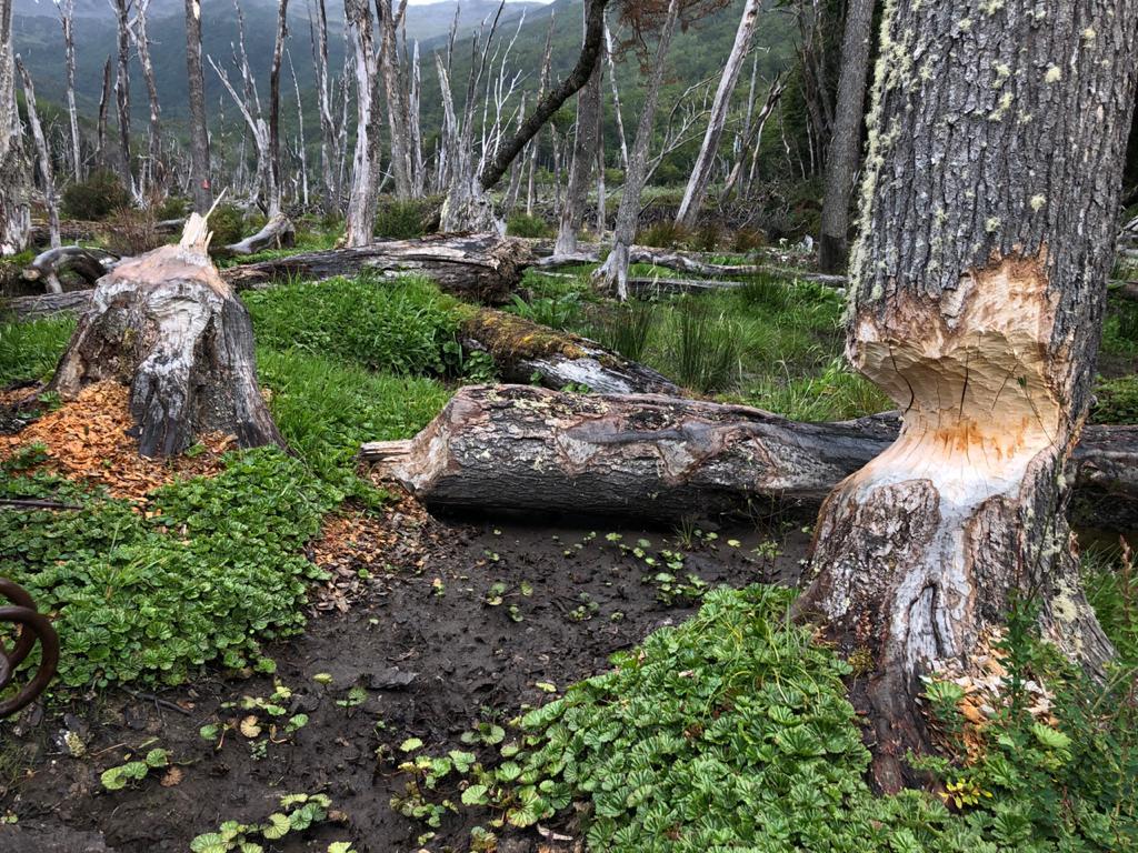 Con sus poderosos incisivos, los castores destruyen miles de árboles de bosque nativo, cambiando el curso de aguas y modificando seriamente el paisaje de la zona. Fotografía gentileza WCS