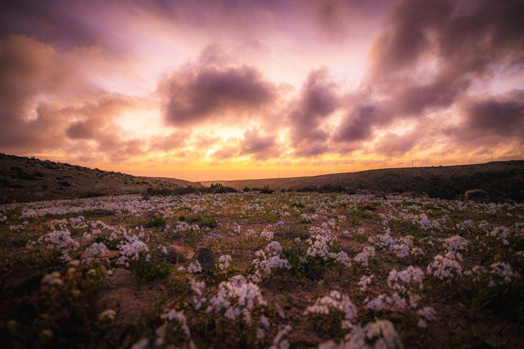 Desierto florido en el norte de Chile. Foto: Sebastián Ojeda. 