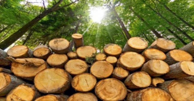 La importancia de conocer la "anatomía de la madera" para el desarrollo forestal