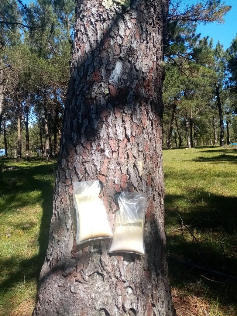 Los trabajos de investigación durante la pasantía en España.