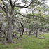 En el sector centro-norte del Tierra del Fuego (Argentina) los ñirantales son dominantes.