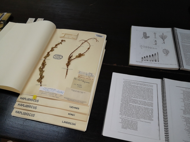 Ejemplares de Haploppapus