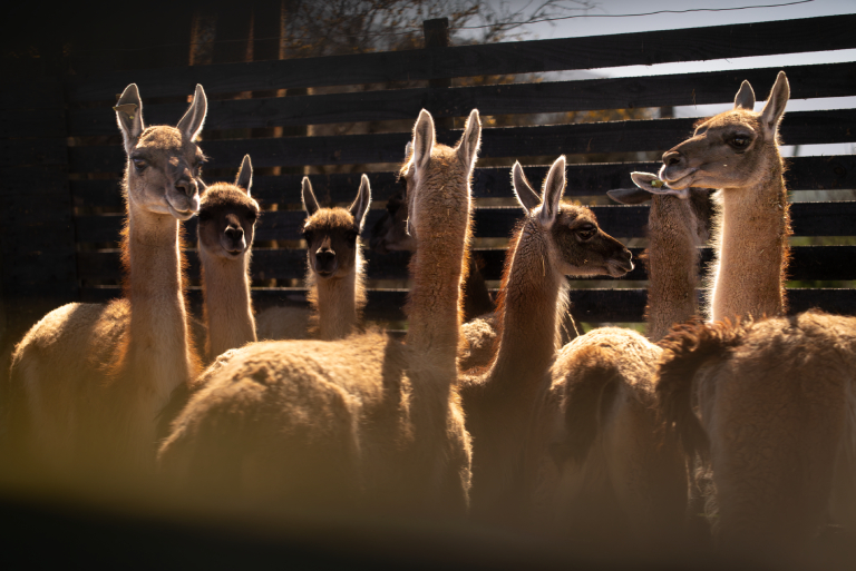 El guanaco es una especie que se intenta recuperar en la zona cordillerana de la RM. Imagen: Franco Davico.
