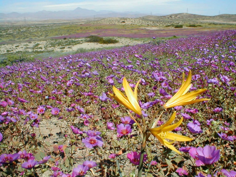 Lluvia y frío los factores fundamentales para el desierto florido.