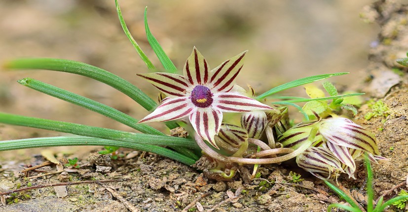 La Miersia raucoana es la especie descubierta en la Región del Maule.