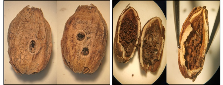 Fruto de hualo dañado por Perzelia arda (imagen izq. superior.) junto a la larva dentro de la semilla (imagen izq. inferior) (R.N. Los Bellotos del Melado, Linares)