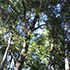 bosque nativo