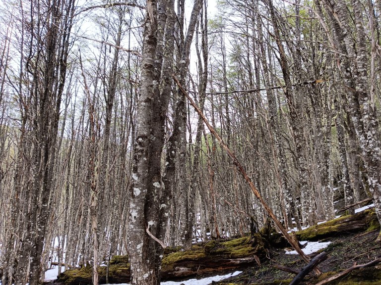 Los bosques de lenga australes