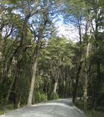 Estudio estima cuáles serán los perfiles más solicitados por la industria forestal
