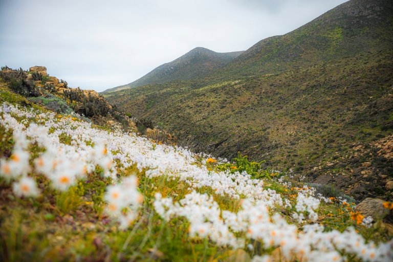 Desierto florido en el norte de Chile. Fenómeno natural que atrae a expertos y turistas de todo el mundo para ver el florecimiento de distintas especies. Foto: Sebastián Ojeda.