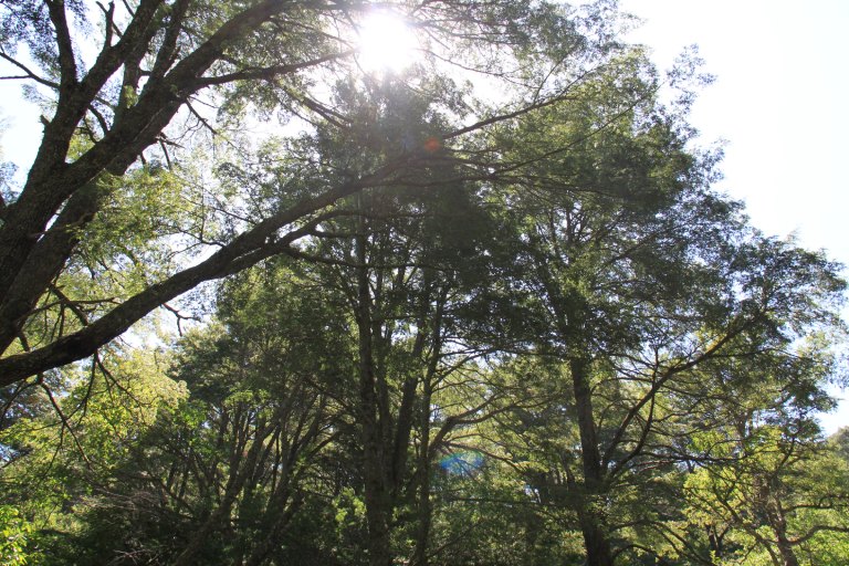Imagen del paisaje en la Estación Experimental Pantanillos de la Facultad de Ciencias Forestales y de la Conservación de la Naturaleza de la Universidad de Chile, región del Maule, Chile. El crédito de la foto es de Rosa Scherson.