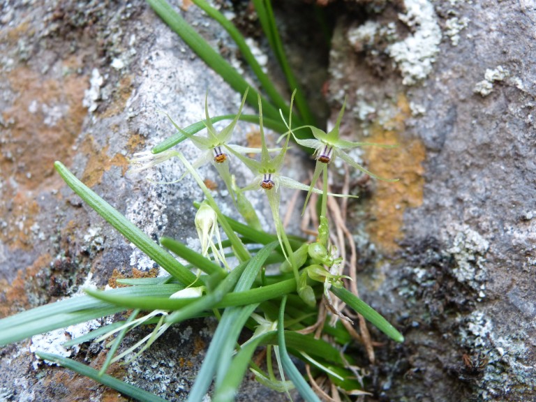 La Miersia Stellata descubierta en la comuna de Lampa