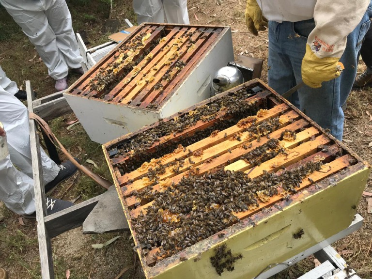 El trabajo del curso implica relacionarse directamente con las abejas.