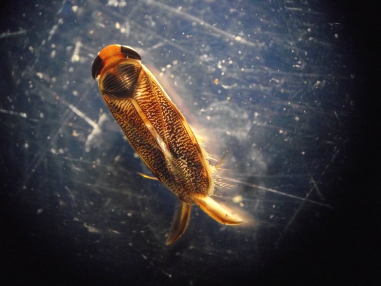 Insecto acuático (vista dorsal) de la familia Corixidae (Orden Hemiptera).