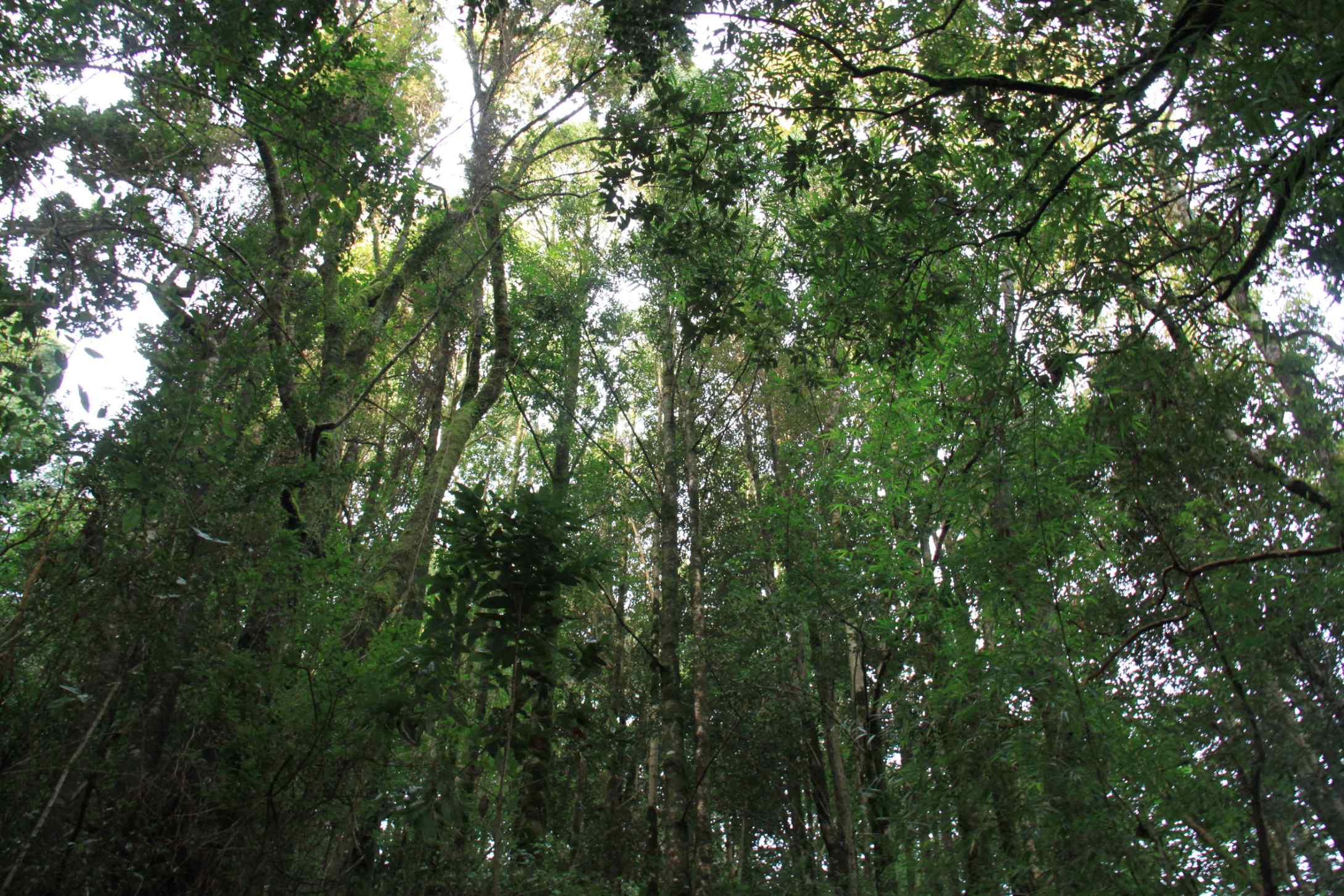 Los árboles cumplen funciones claves para enfrentar el cambio climático.